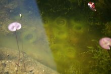 IMG_5774_2011-10-02_Teich_Algenringe.JPG IMG_5774_2011-10-02_Teich_Algenringe.JPG