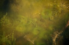 IMG_5775_2011-10-02_Teich2_Algenringe1.JPG IMG_5775_2011-10-02_Teich2_Algenringe1.JPG