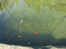 IMG_3328_k.jpg