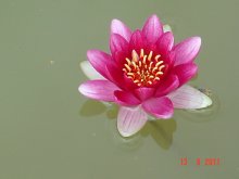 Seerose.JPG