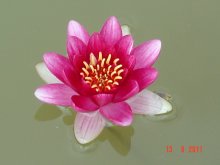 Seerose2.JPG