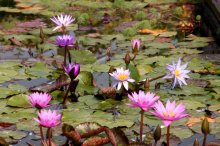 Nymphaea Mix 02-10-11-01.jpg