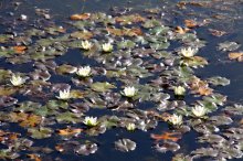 Nymphaea pygmaea 02-10-11-01.jpg