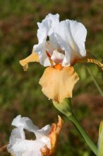 Iris barbata Champagne Encore 02-10-11-01.jpg