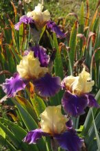 Iris barbata Jurassic Park 02-10-11-03.jpg Iris barbata Jurassic Park 02-10-11-03.jpg
