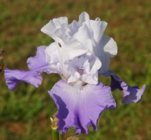 Iris barbata October Sky 02-10-11-01.jpg