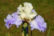 Iris barbata Stairway to Heaven 02-10-11-01.jpg