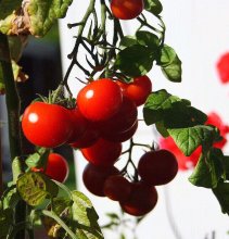 letzte Tomatenernte2_kleiner.jpg