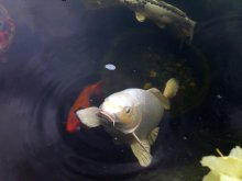 06.05.2011 018.JPG