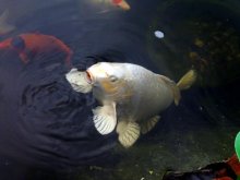 06.05.2011 019.JPG