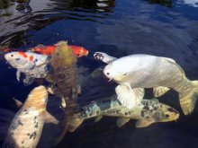 14.07.2011 040.JPG