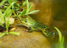 Frosch Nr3_5.jpg