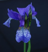 Sibirische Iris im Teich.jpg