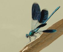 g.Prachtlibelle mit geöffneten Flügeln.jpg