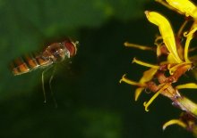 P1280177rr.jpg