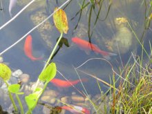 teich3.JPG