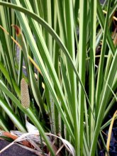 Acorus calamus variegatus rr.jpg