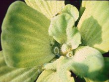 Pistia stratiotes m.jpg