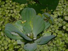 Pistia straiotes m.jpg