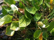 Calla palustris m.jpg