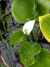 Calla-palustris m.jpg