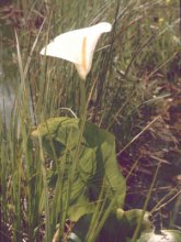 Zantedeschia aethiopica m.jpg