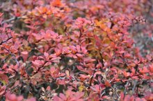 2011_11_01_15727_3035.JPG
