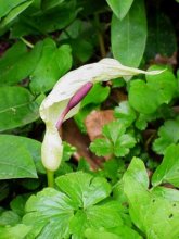 Arum maculatum. m.jpg