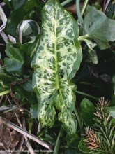 Arum italicum m.jpg