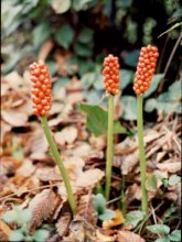 Arum italicum 2001m.jpg