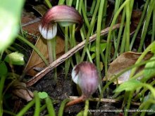 Arisarum proboscoideum  m.jpg