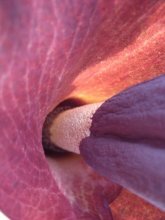 Amorphophallus konjac Blütendetail.jpg