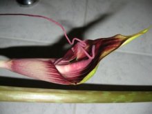 Arisaema speciosum1.jpg