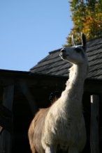 IMG_72222011-11-13_TP-Herberstein_Lama.jpg