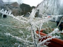 Frost 31.01.2011.2.JPG