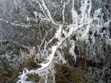 Frost 31.01.2011.3.JPG