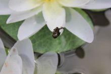 IMG_1267.jpg