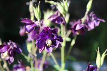 IMG_0979.jpg