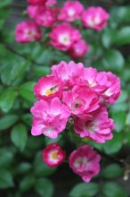 IMG_1996.jpg