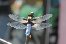 IMG_0937.jpg
