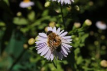 IMG_2351.jpg
