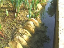 Frühjahrs-Reinigung, kleiner Teich, Wasserablass (5).JPG