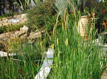 kleiner Teich im Juni 2011, kleine Rohrkolben (9).jpg kleiner Teich im Juni 2011, kleine Rohrkolben (9).jpg