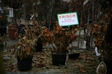 IMG_7621_2011-11-19_Gaertnerei.jpg