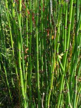 Equisetum hyemale  r.jpg