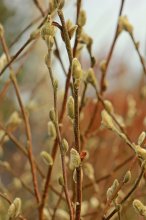 Sternmagnolie dick knospig_smaller.jpg Sternmagnolie dick knospig_smaller.jpg