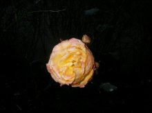 SANY0110.jpg