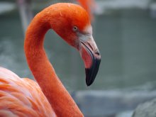 P1000124_2012-01-04_TG-Schoenbrunn_Rosa-Flamingo.JPG