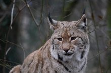 P1000038_2012-01-04_TG-Schoenbrunn_Luchs_klein.JPG