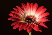 Gerbera_smaller.jpg